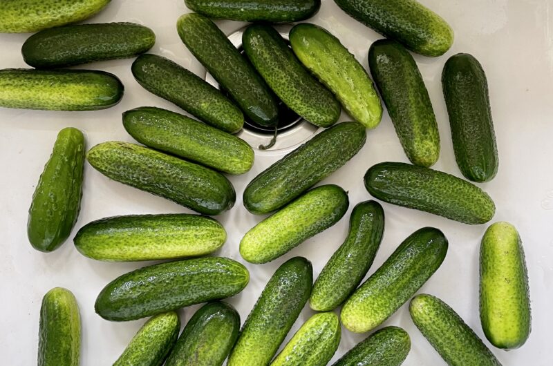 Kilekotikurgid.