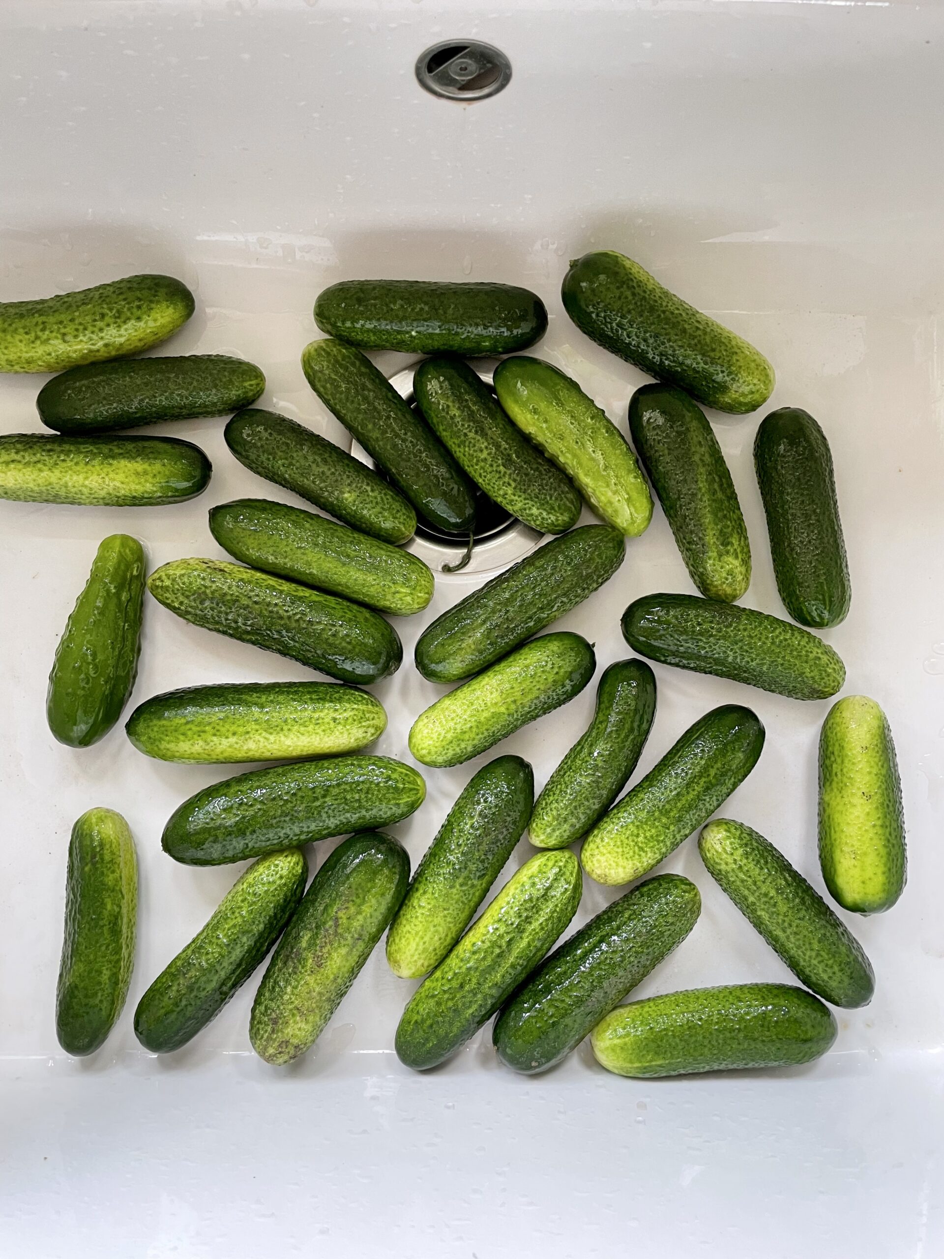Kilekotikurgid.